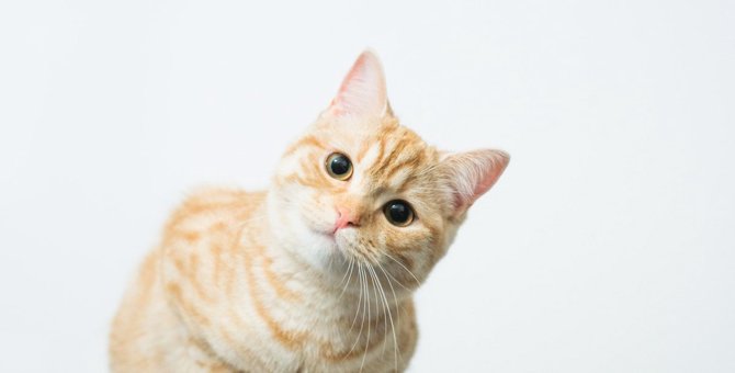 猫に『忘れられやすい人』の特徴3つ！覚えてもらうための秘策とは？