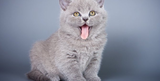 猫の舌について3つの特徴とは