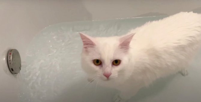 お湯張り中の浴槽にダイブしちゃう猫ちゃん！？