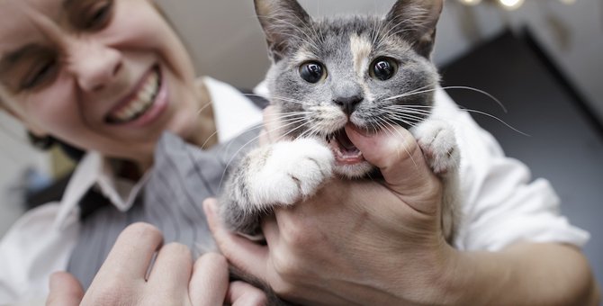 猫が噛む原因が『ストレス』である時の４つのサイン