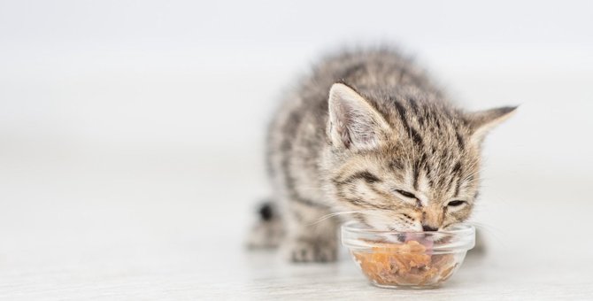 猫が食事をしながらしゃべるのはなぜ？4つの意味