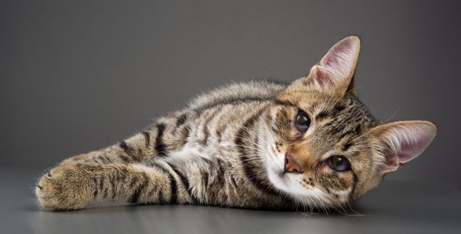 猫の『チェリーアイ』ってどんな病気？その原因や症状、治療法3つ