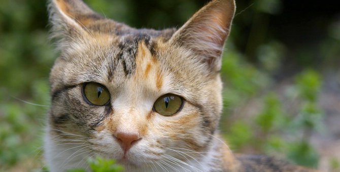 猫にミントを与えても大丈夫？危険なアロマ、安全なハーブなどを解説