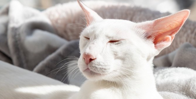 猫の『耳』が熱いときの原因4つ！考えられる病気や対策を解説