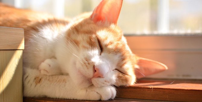 猫の『日向ぼっこ』はメリットだらけ？3つの効果と健康との関係性