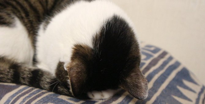 猫の『ごめん寝』って何？見ることが出来る4つのタイミングとは