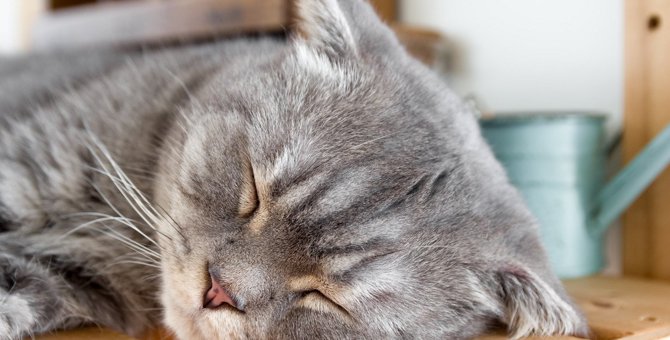 猫の体調不良がわかることも！見逃しNGな『眠り方』4つ