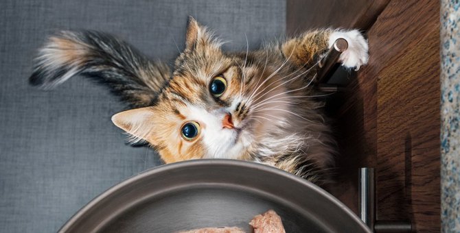 猫のいる家で起こりやすい！『キッチン・リビング』での危険トラブル4つ
