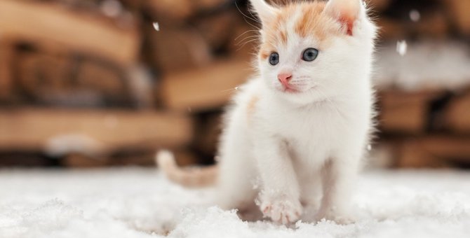 猫が『寒さに弱い』といわれる3つの理由と対策