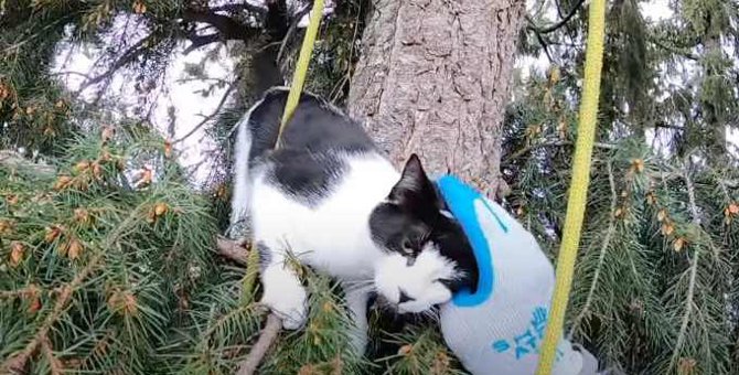 木に登って2日が経過した猫…救助の手に甘える姿に涙
