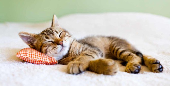 猫の『熟睡』と『浅い眠り』の違いって？6つの特徴と見分け方