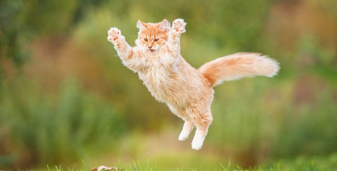 猫を飼ったらまず驚く『真空行動』とは？知っておきたい５つの行動