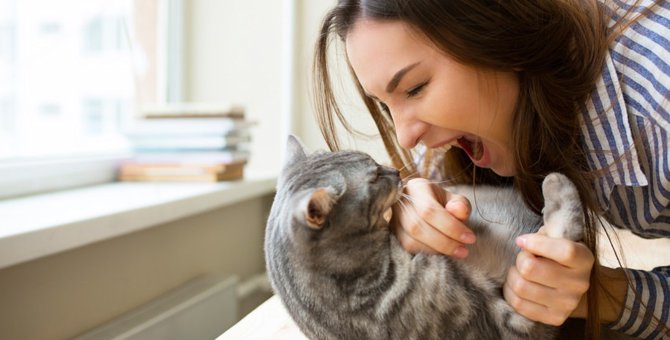 猫の噛み癖ができてしまう理由と正しい治し方