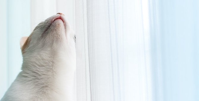 猫が『カーテン登り』をしたがる5つの理由！止めさせるための対策とは？