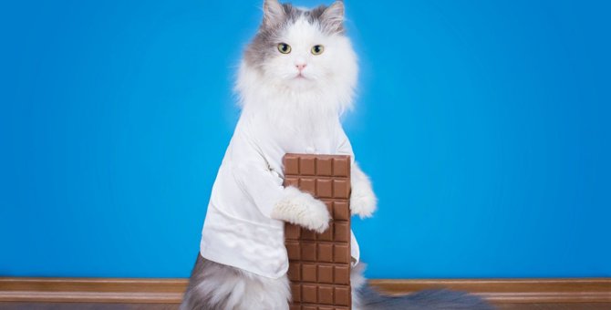 猫が死ぬ『チョコ』の危険2つ…理由と誤飲してしまったときの対処法