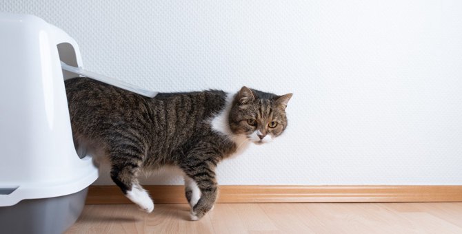 猫の『おしっこ』が出なくなるのは病気のサイン？考えられる原因や対処法4つ