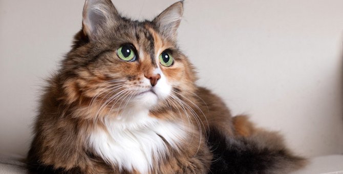 猫の『甲状腺機能亢進症』ってどんな病気？主な症状・原因・治療法2つ