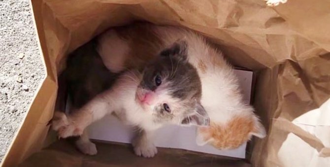 紙袋に生後間もない子猫…猫保育園で新たな未来へ進む！