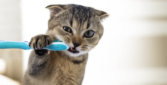 猫の歯磨きに苦労している人へ！おすすめの方法５つ