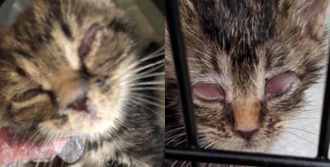 両目まぶたが癒着した子猫…懸命な治療がもたらした結果は？