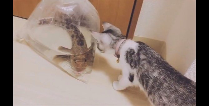 【これ何！？】初めて見るアイナメにビビる子猫が可愛いと話題