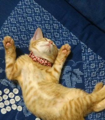 猫が両手を伸ばして寝るときの心理５つ