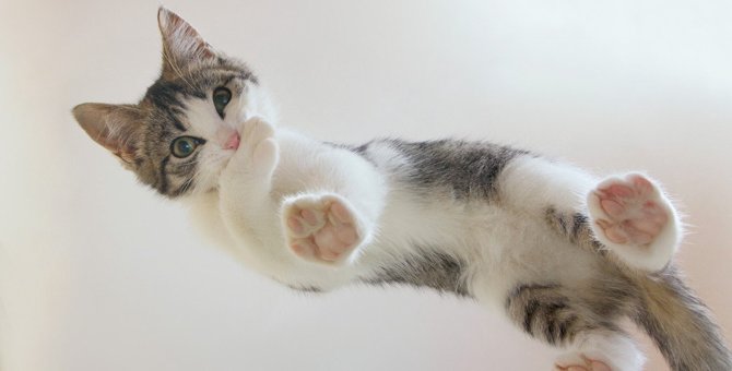 猫の『つま先からかかとまで』は超長い！足の秘密4つと意外と知らない「かかと」の位置