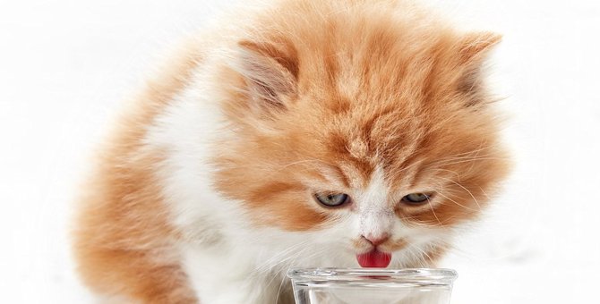 猫の水筒おすすめ3選