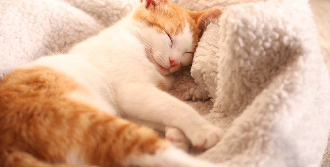 猫が安心して眠れるための8つの方法
