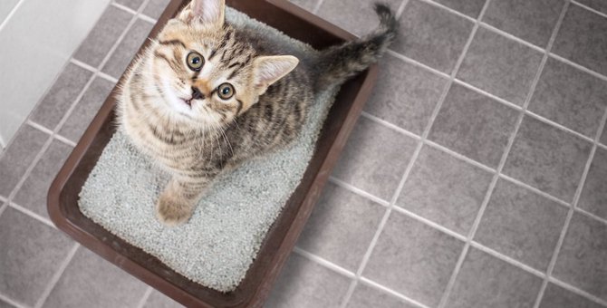 IKEAの猫トイレが話題！他にもあるペットグッズ6選！