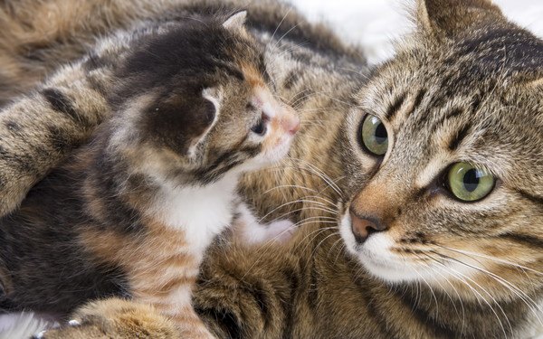 猫が流産した時の対処法や症状、原因、予防法まで