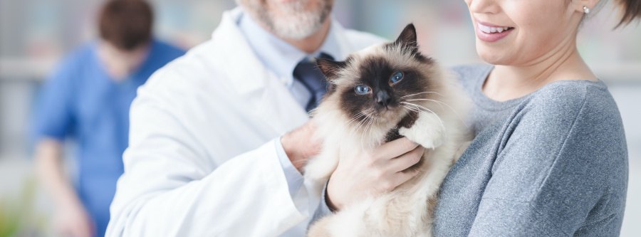 猫によくある怪我や病気の『治療費』はいくらぐらい？