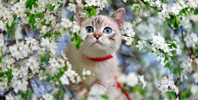 猫が『春にかかりやすい病気』5選！効果的な予防策とは？