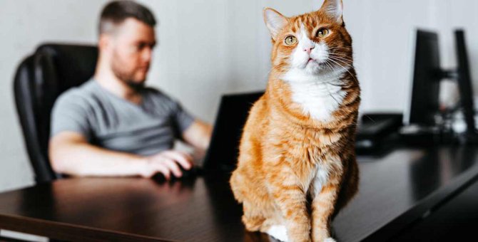 猫が『悲しむ』ことになる飼い主のNG行動4つ…理由とフォローの仕方も