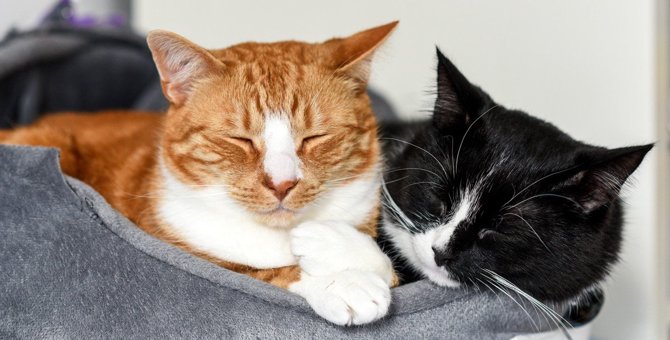 猫が寝ている時に絶対してはいけないこと3つ！