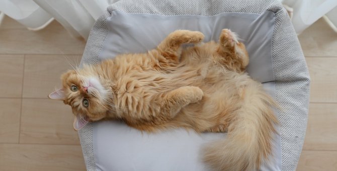 猫が『ヘソ天』で寝るのはなぜ？その理由や注意すべきこと
