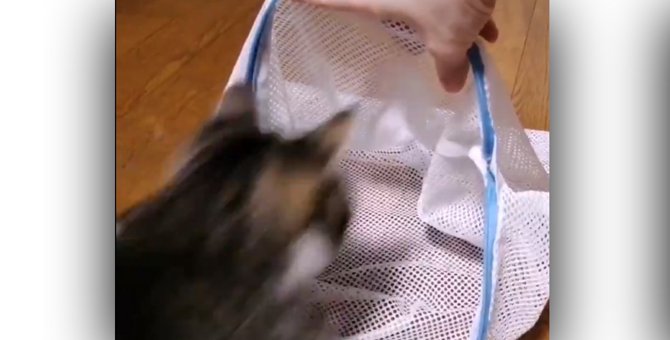 洗濯ネットに華麗にダイブする猫が人気沸騰中！（ただし病院お断り）
