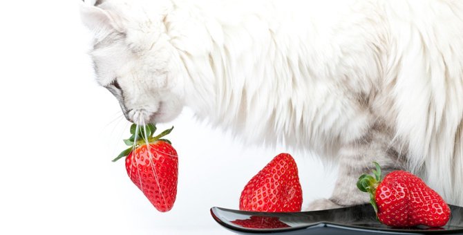 猫はいちごを食べられる？与え方の注意点と効果