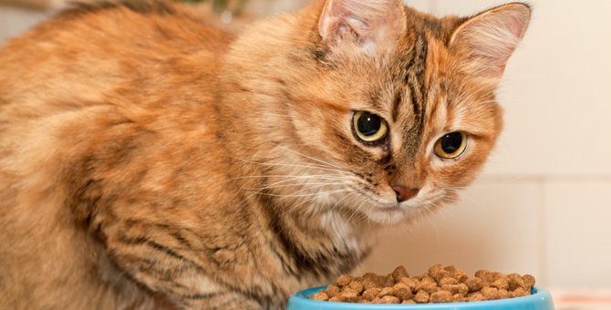 猫の食欲がない時、原因と対策・考えられる病気とは