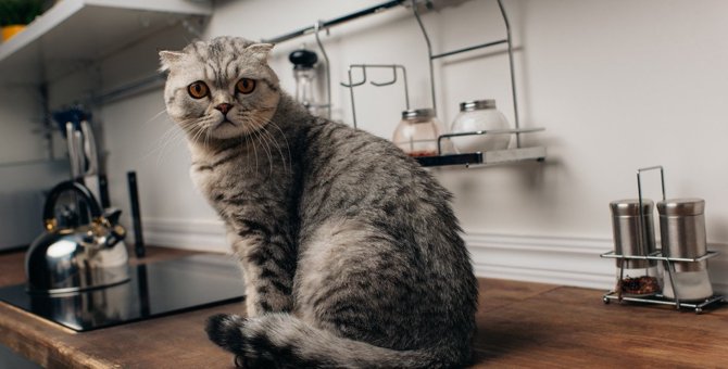 猫にとって家の中は危険でいっぱい！『凶器』になってしまう4つのもの