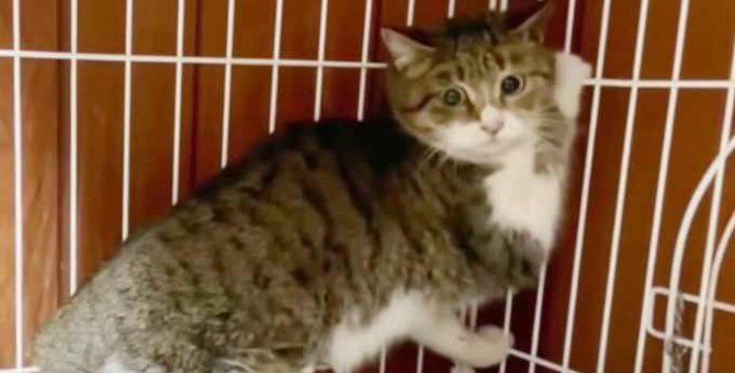 保護した猫に驚きの展開……過酷な生活が伝わる痕跡とは？
