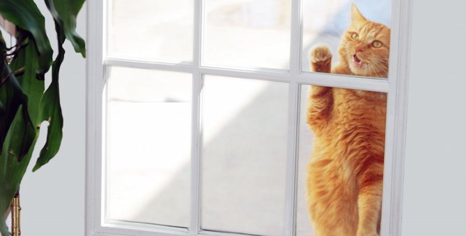 猫がドアの前で鳴く3つの意味