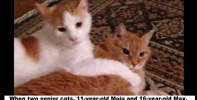 高齢の２匹の猫がシェルターに持ち込まれ、１匹に里親が決まるも...
