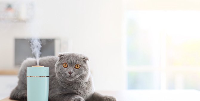 猫のいる家で『暖房のつけっぱなし』は大丈夫？注意すべき5つのトラブル