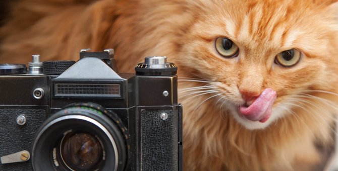猫の『映え写真』を撮るコツ5選！使えるアイテムもご紹介！