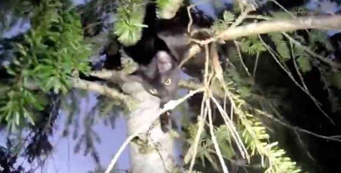 木の高所に生後6ヵ月の子猫…鳴き声を頼りに決死の救出劇！