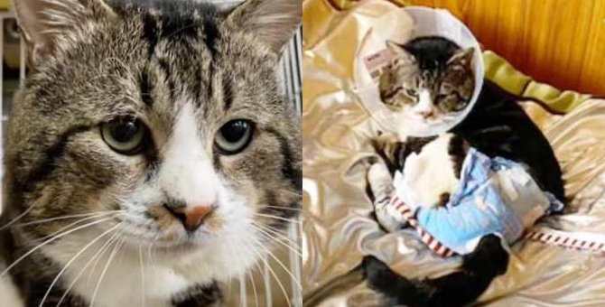 交通事故による重傷を乗り越えた猫…子猫を世話する姿に感涙