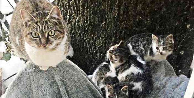 厳冬に子猫を託し消えた母猫…1年後に起こった奇跡とは？