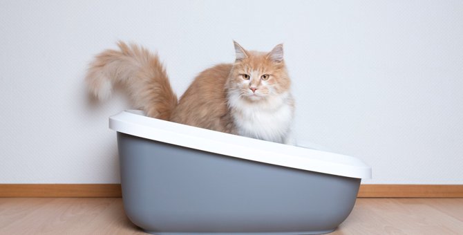 【動物介護士が解説】シニア期や病気を抱えた猫へのトイレ介護のポイント