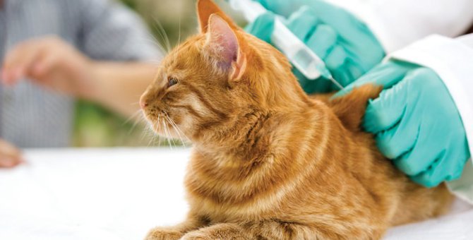 猫のワクチンは毎年するべき？種類や費用、適した時期